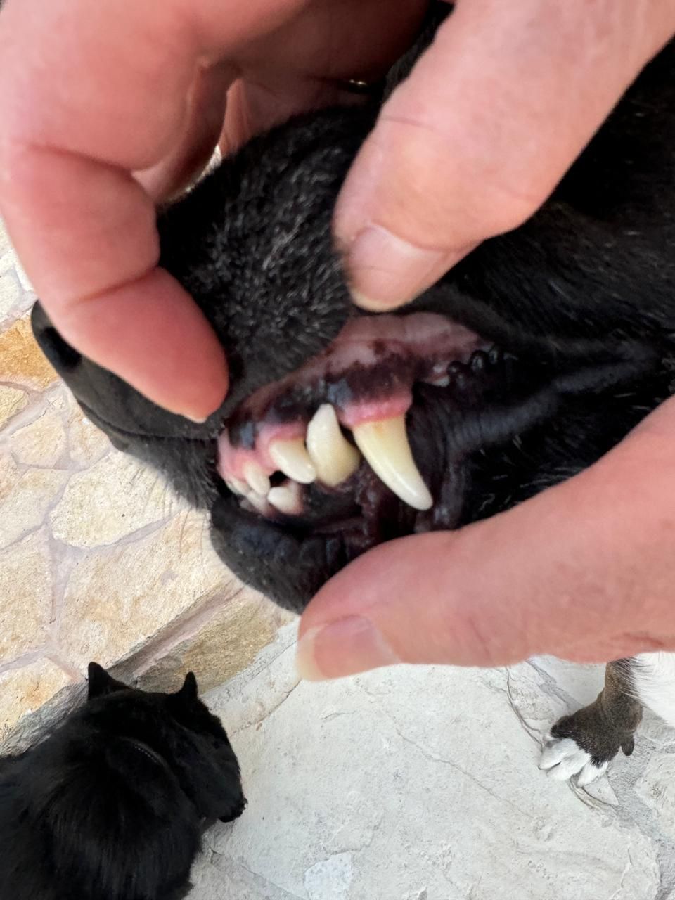 KORA VETERINARIA