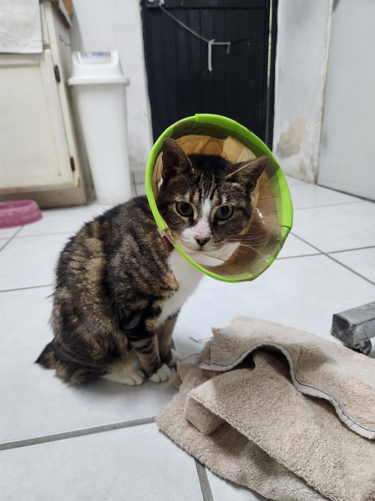 KORA VETERINARIA
