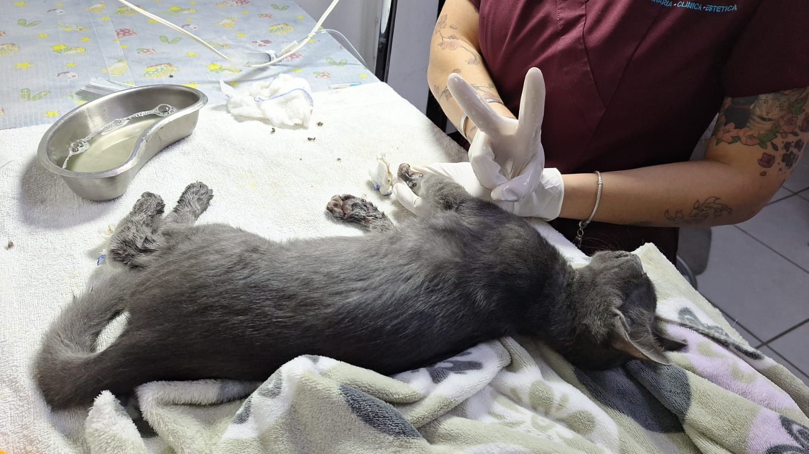 KORA VETERINARIA