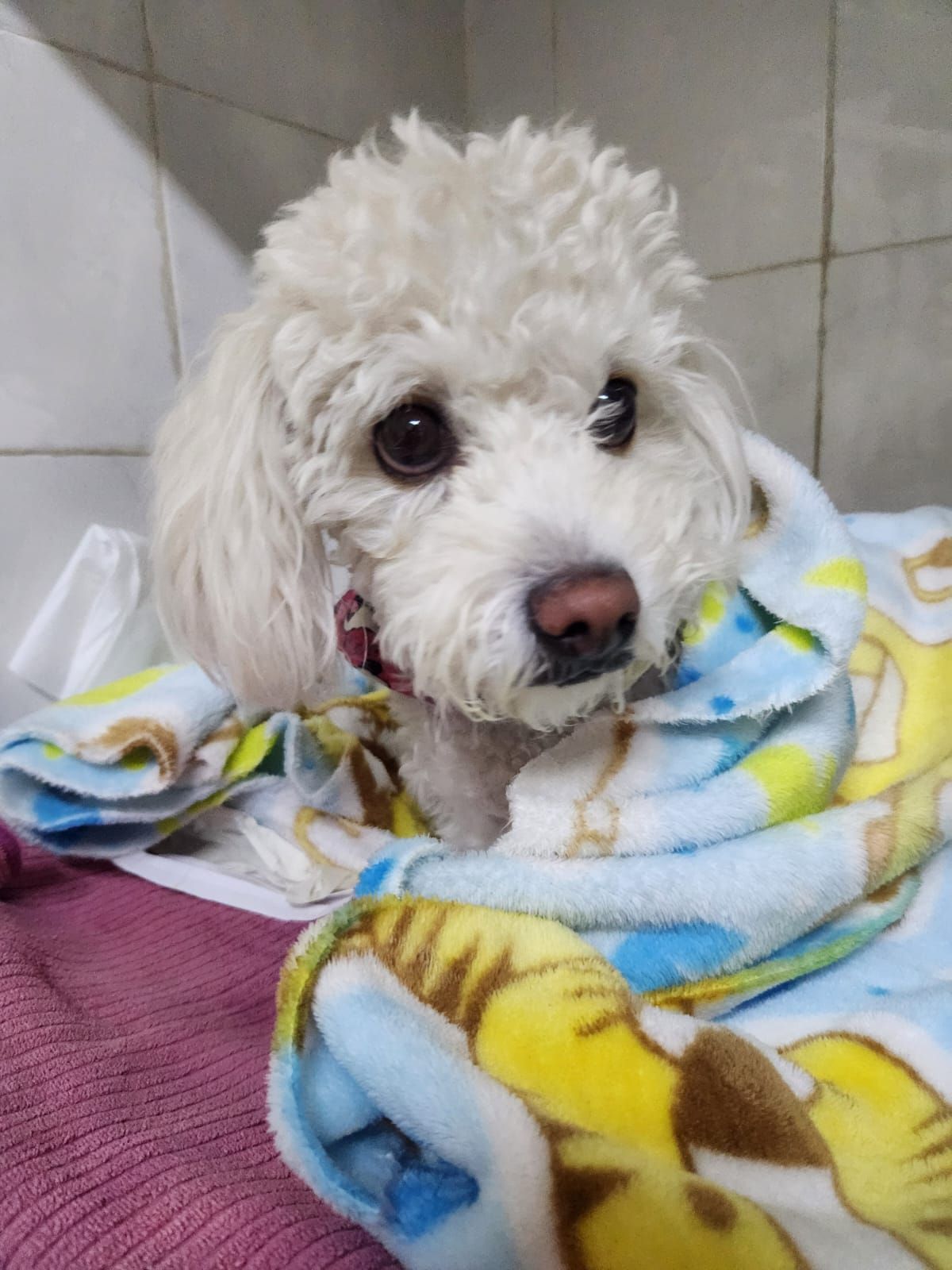 KORA VETERINARIA