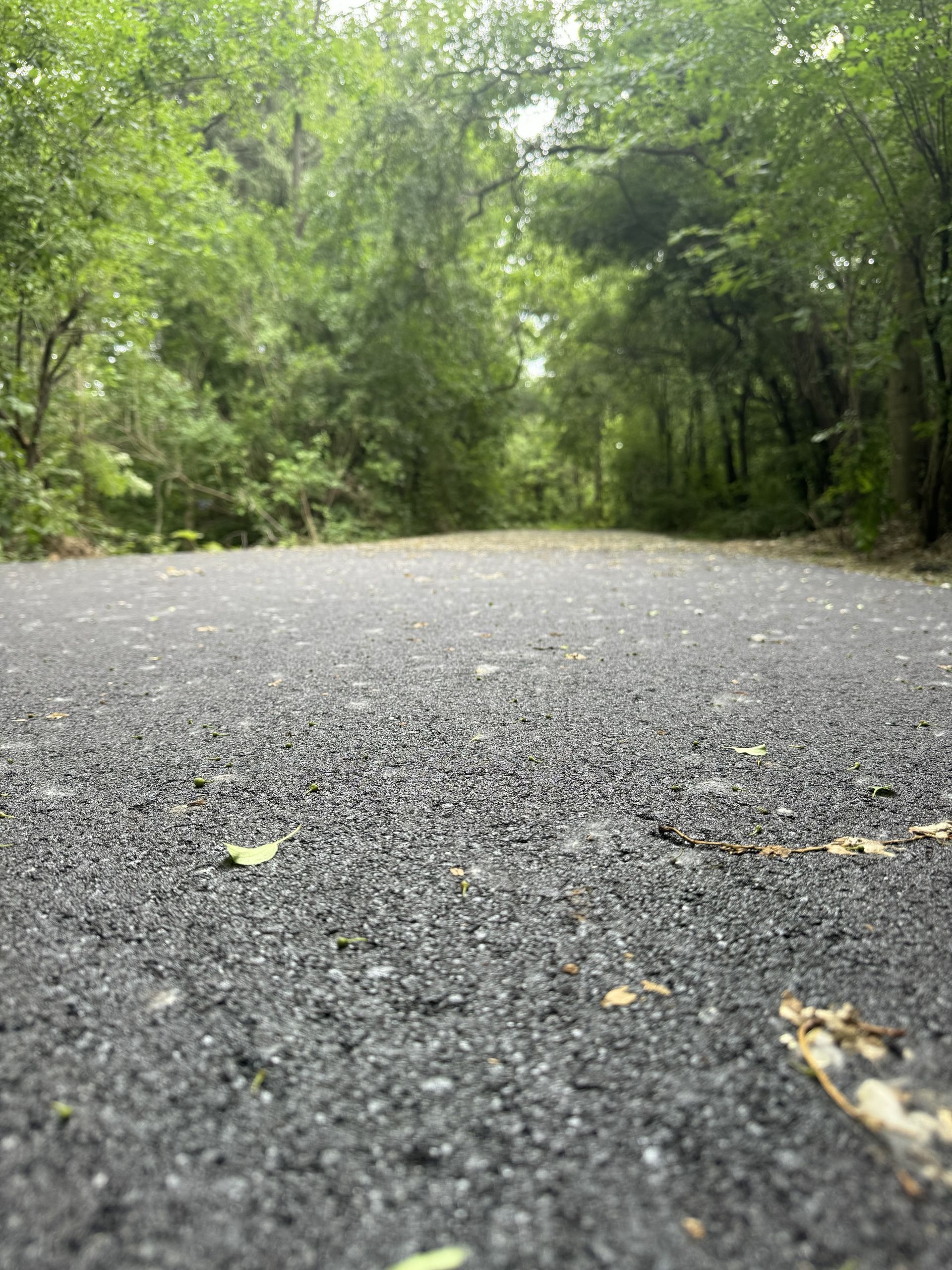 Low-angle view of a wet asphalt road curving through a dense green forest