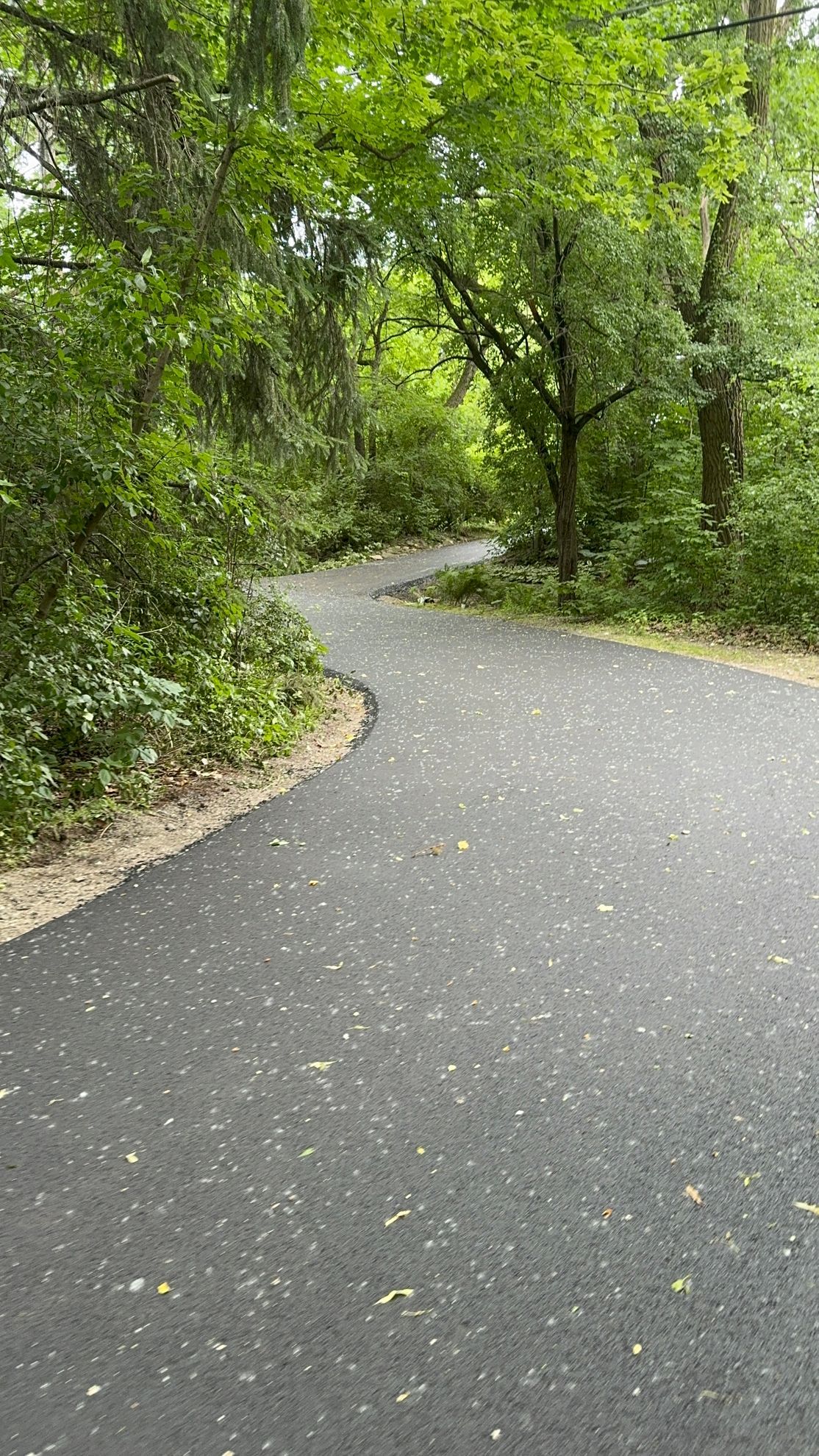 Curving paved path through dense green trees in a wooded park
