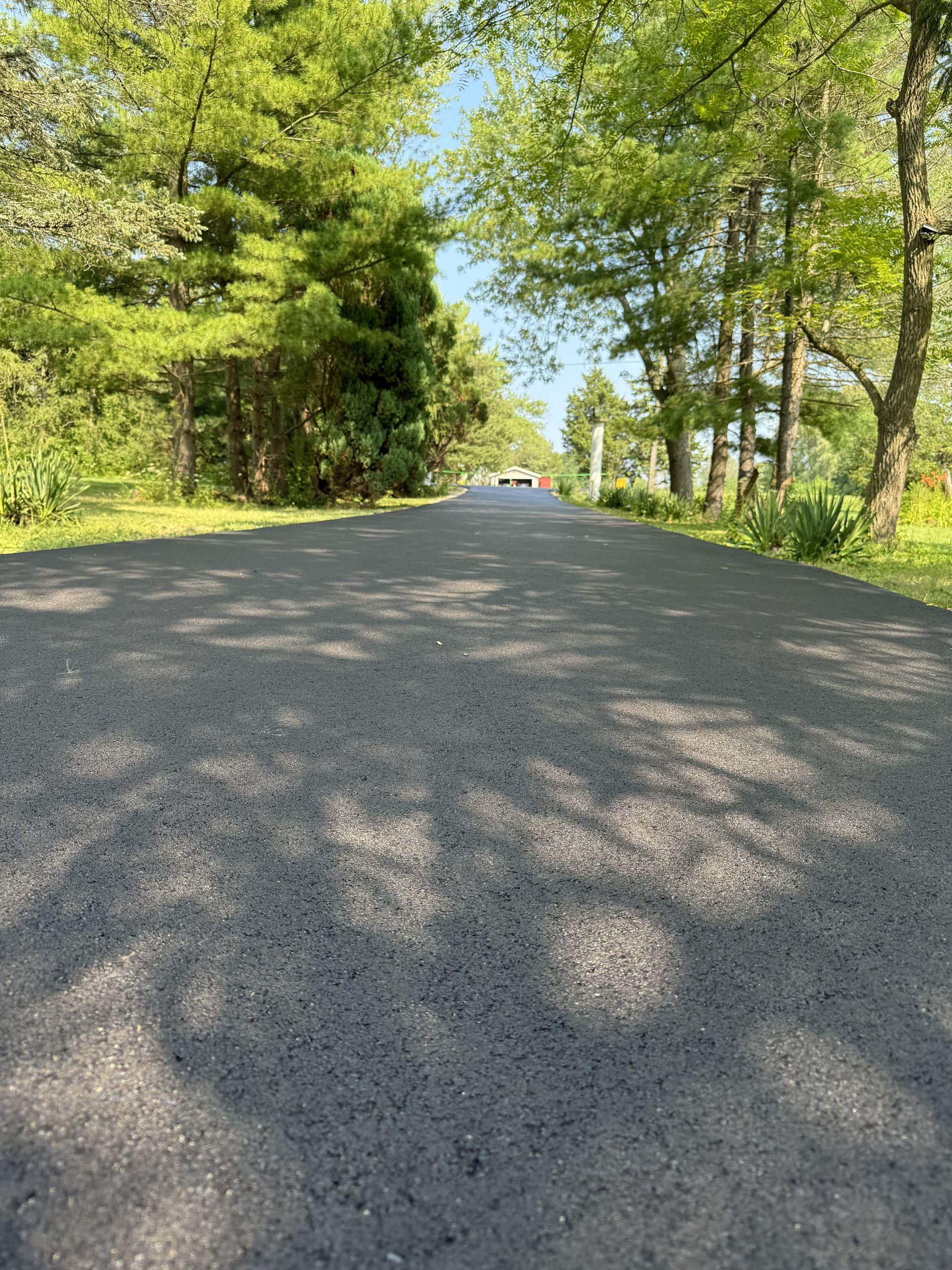 Tree-lined road with sunlit pavement and a clear sky in the distance
