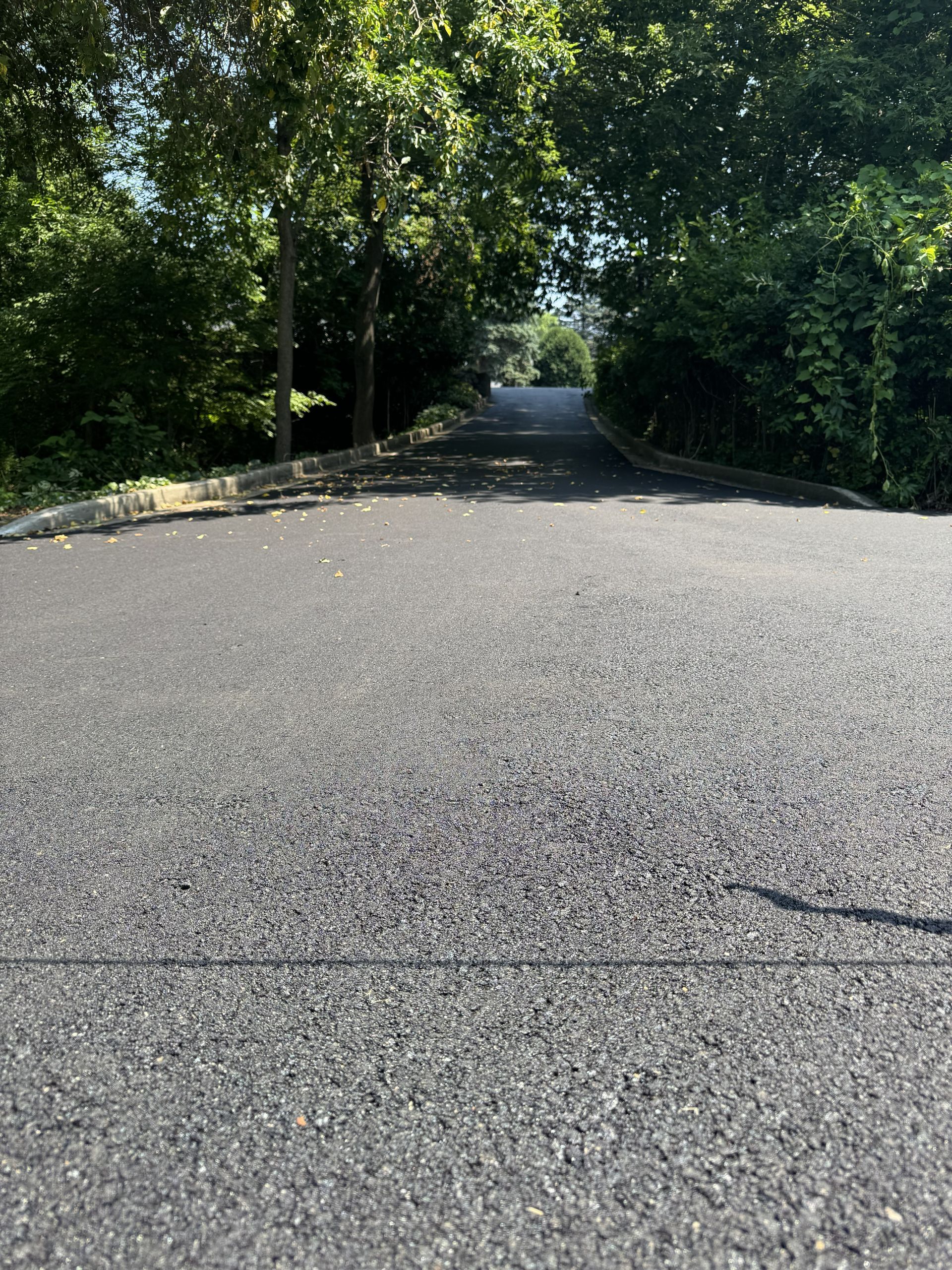 Tree-lined paved road leading into a shaded wooded area