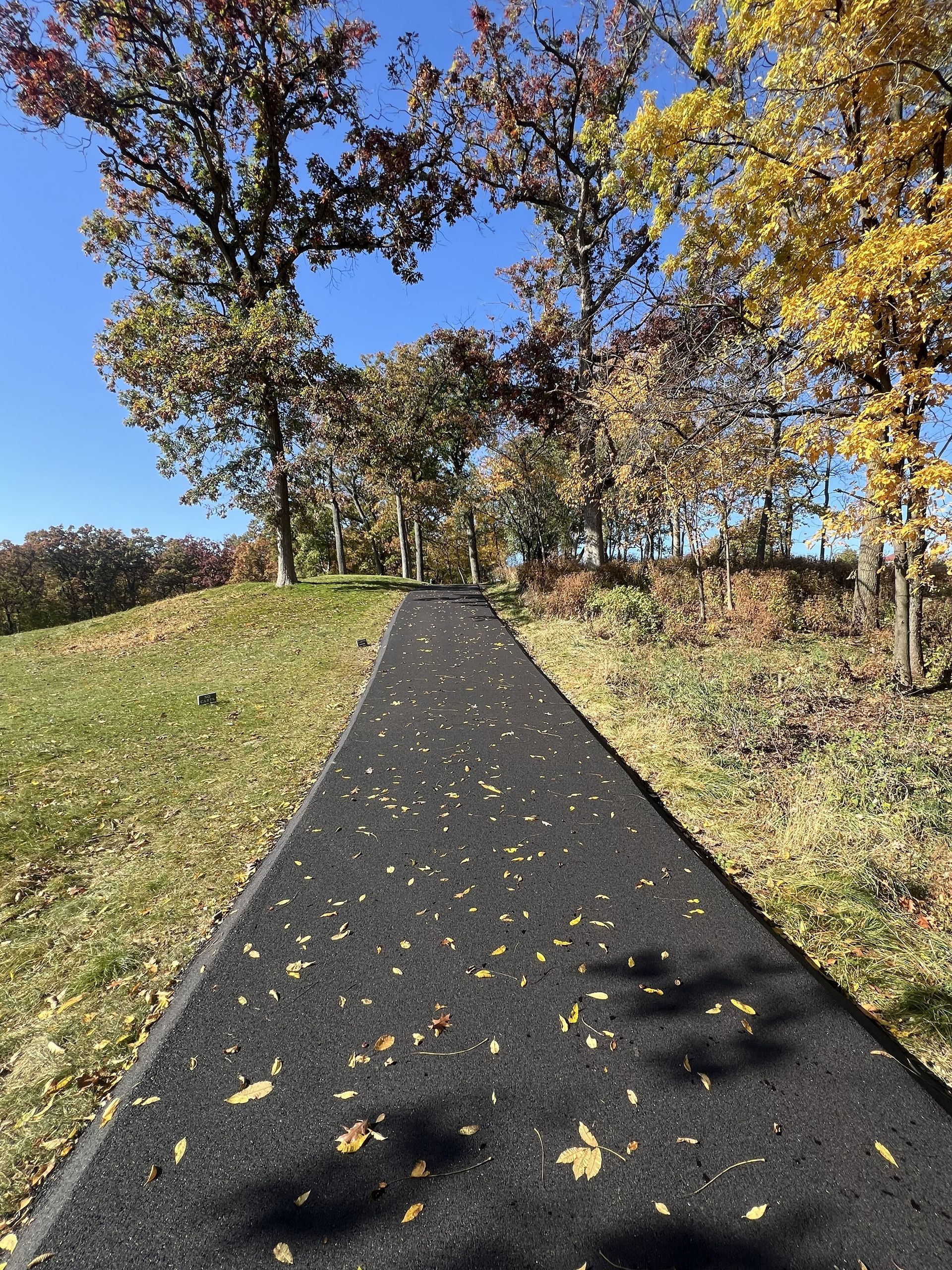 Black asphalt path through a grassy park with autumn trees and fallen leaves.