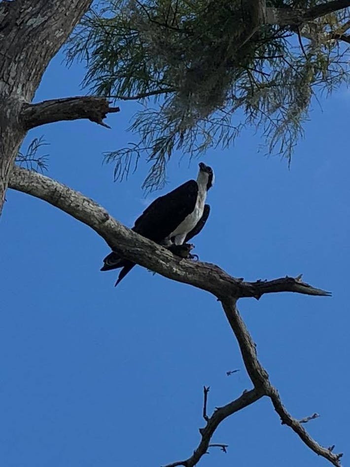 Special Excursions | Florida Airboat Excursions in Vero Beach, FL