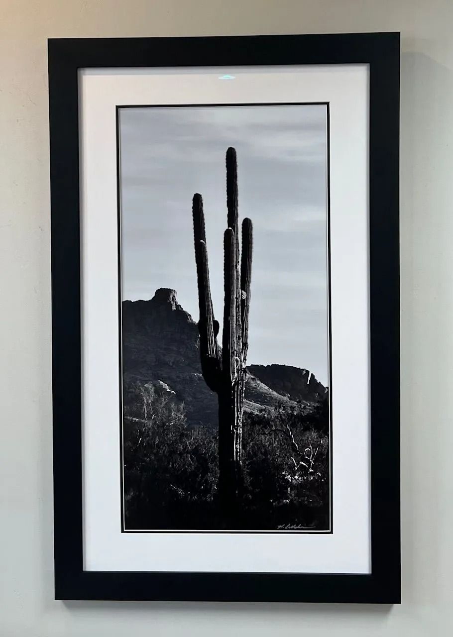 Framed black-and-white photo of a tall cactus in a desert landscape