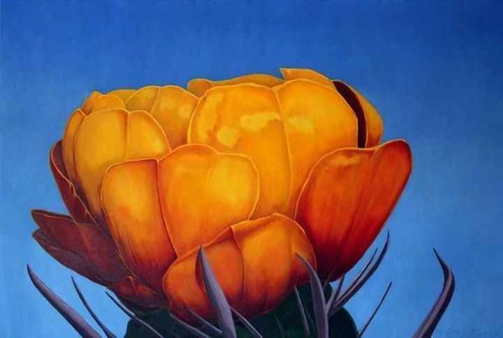 Orange flower blossom against a blue background