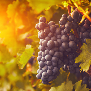 Purple grapes hanging on a vine with green leaves in warm sunlight
