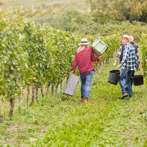 Workers harvesting grapes in a vineyard, carrying baskets and crates on a grassy row