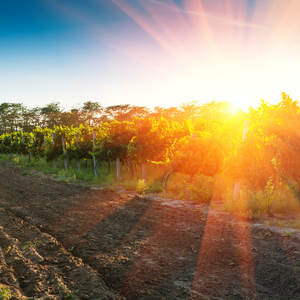 Sunrise over a vineyard, with bright golden rays lighting rows of plants and a dirt field