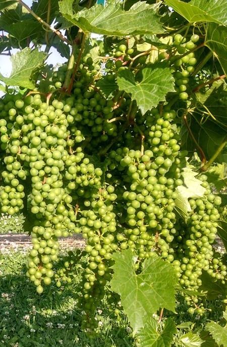 Clusters of green grapes hanging on a vine среди lush green leaves