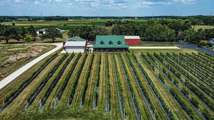Aerial view of a farm with long crop rows and white-and-green barns under a blue sky.