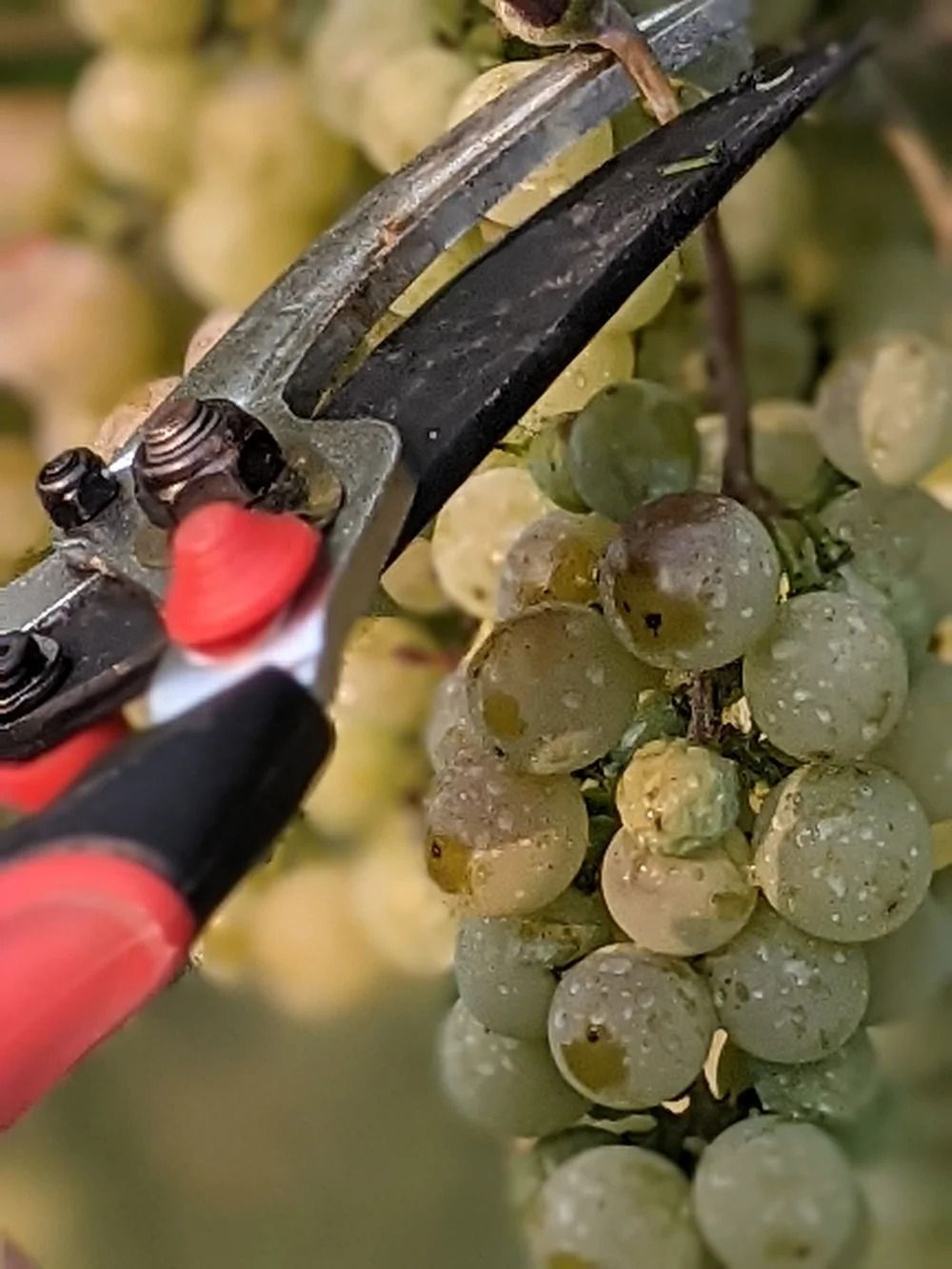 Pruning shears snipping green grapes on the vine