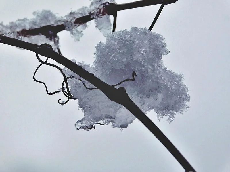 Silhouetted tree branches with a pale purple cloud in a misty sky