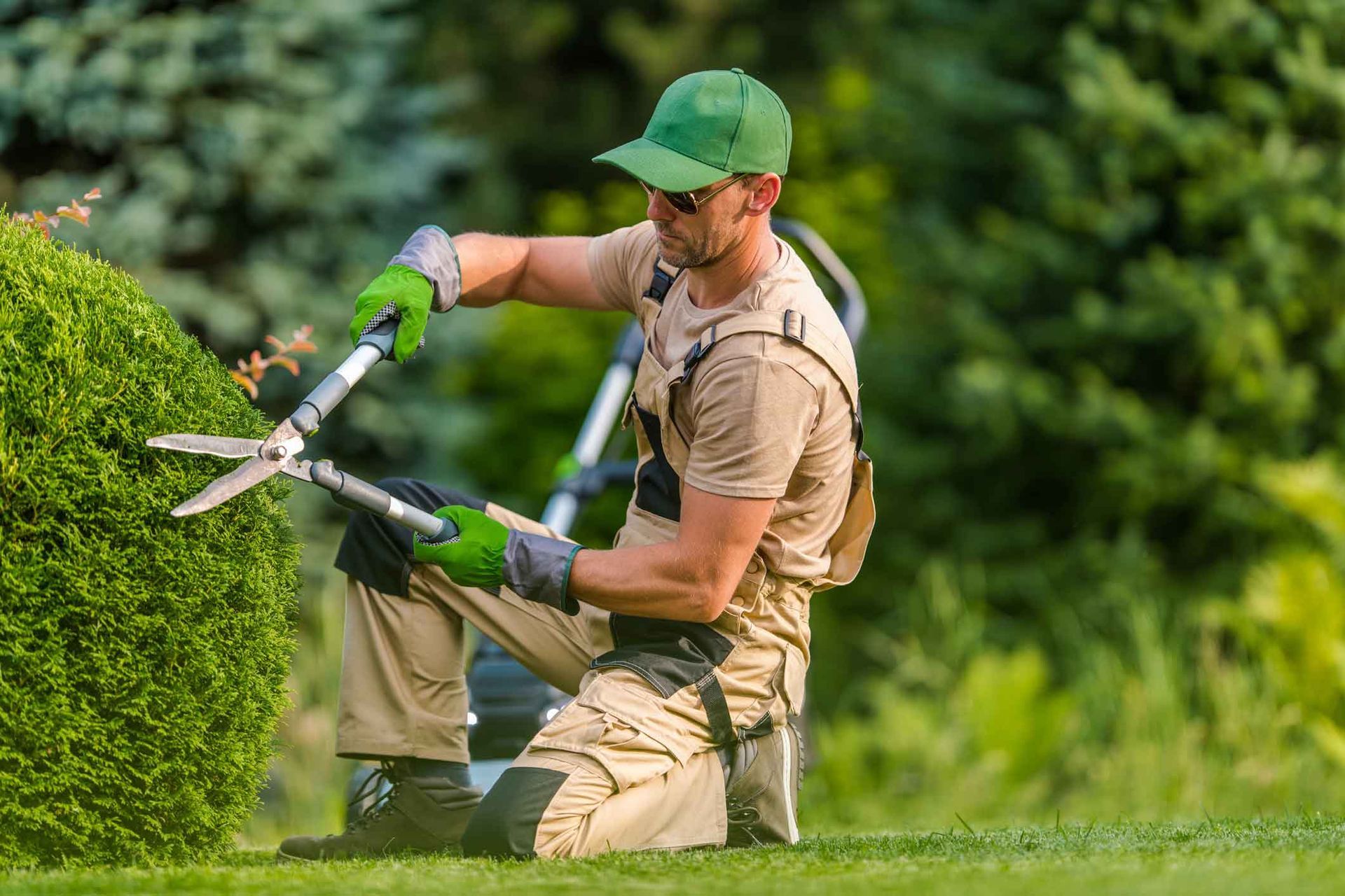 Gardener trimming a hedge with electric shears in a green park garden