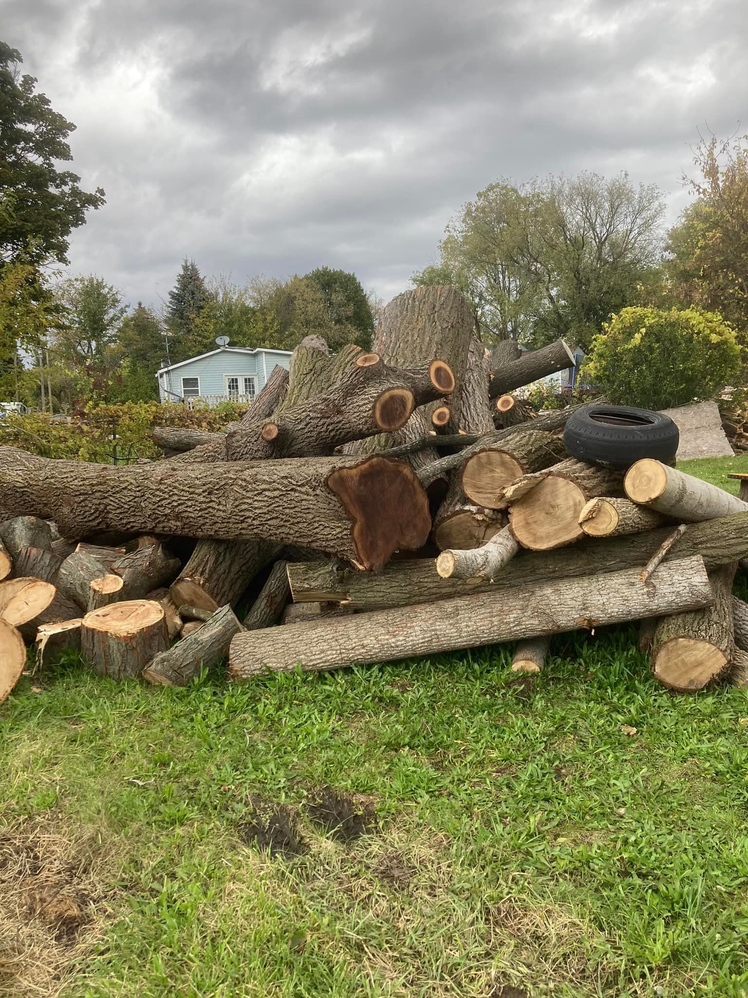Lansing Michigan Tree Thinning