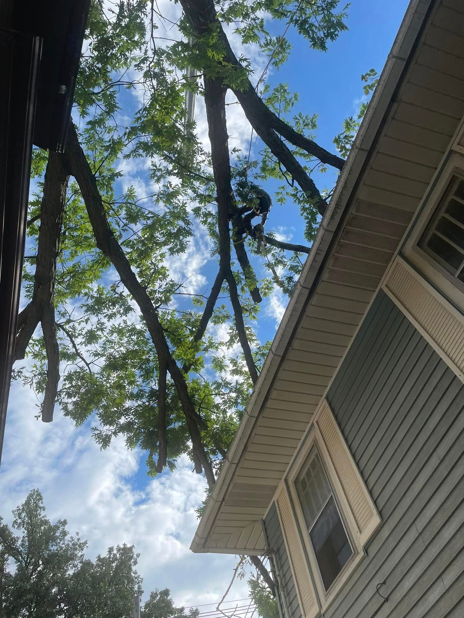 Lansing Michigan Tree Trimming