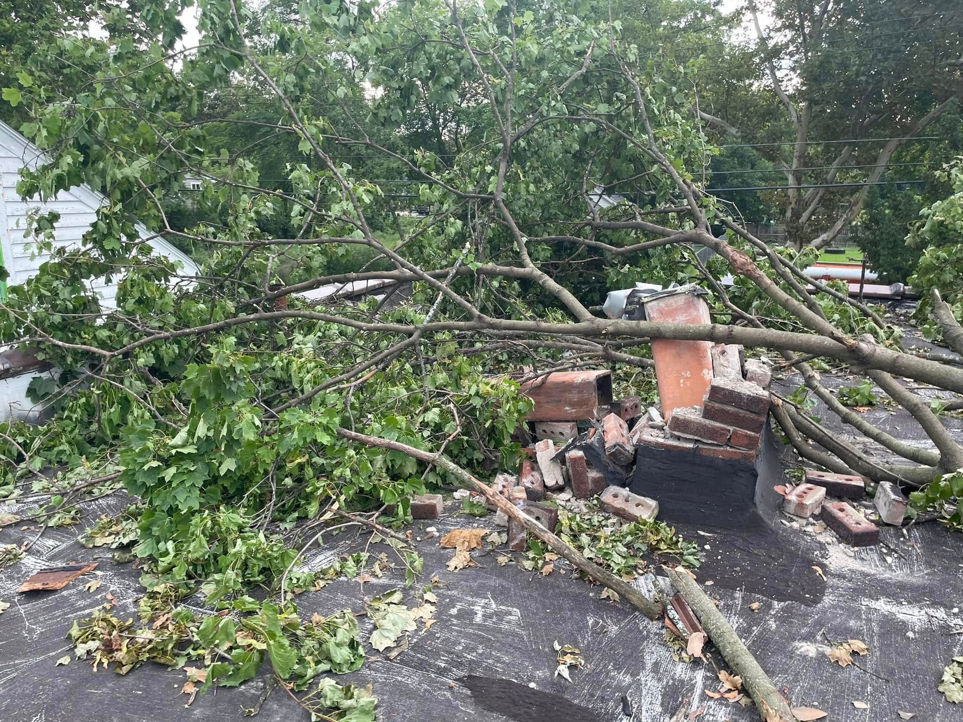 Lansing Michigan Tree Trimming
