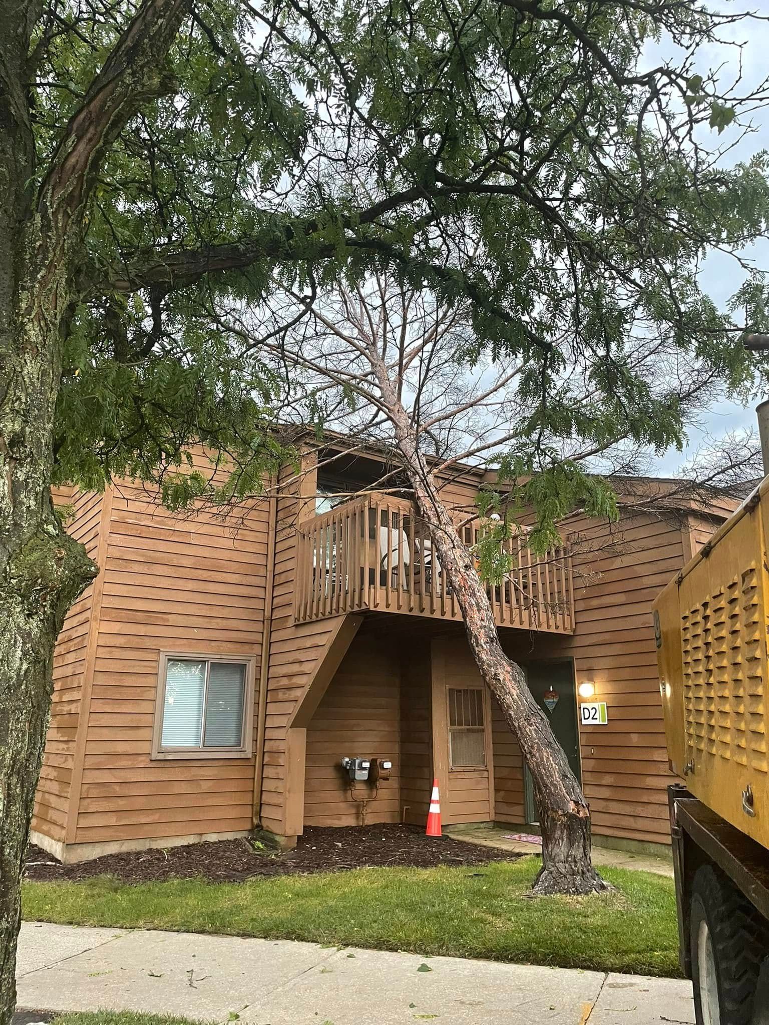 Lansing Michigan Tree Thinning