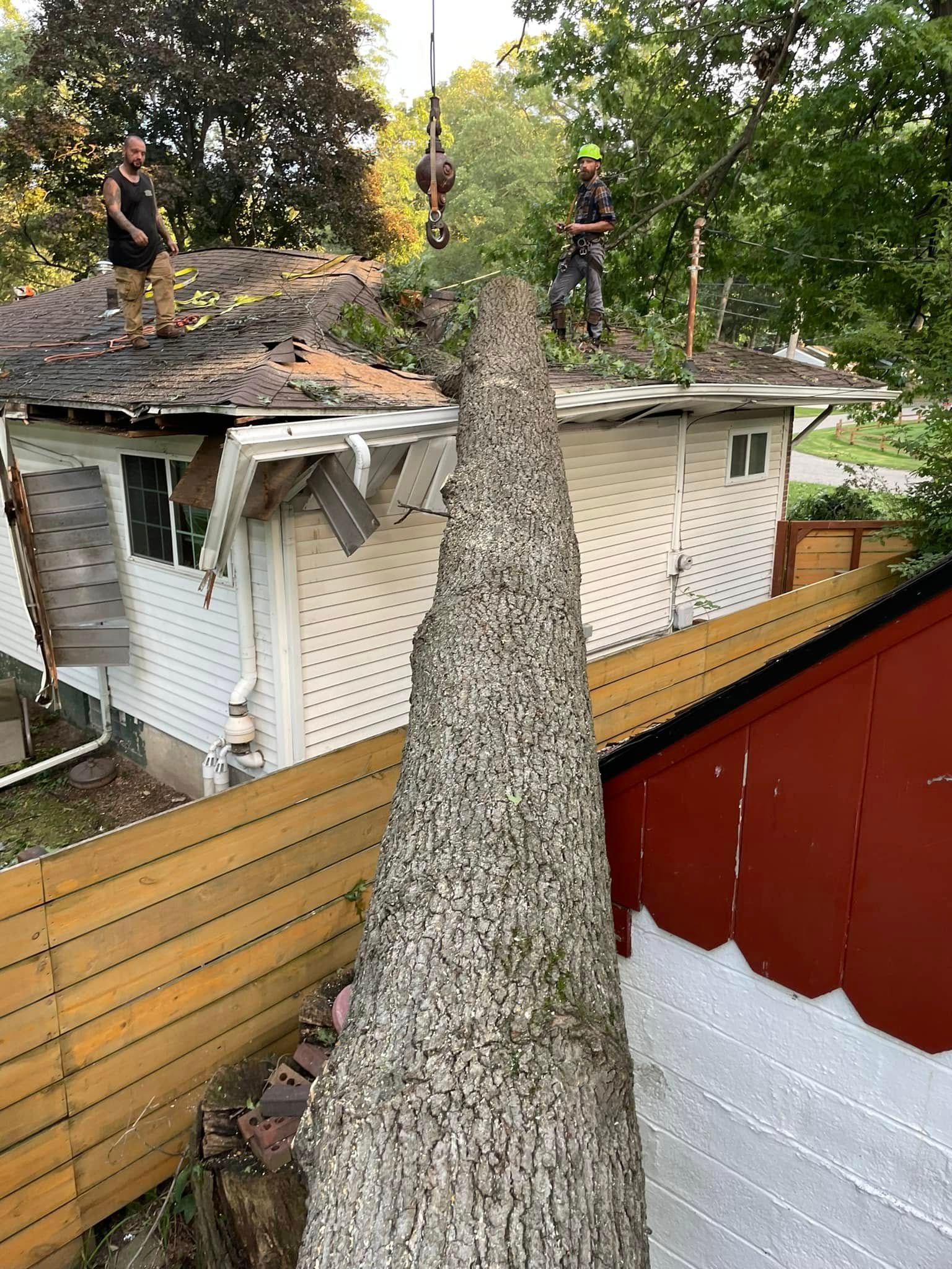 Lansing Michigan Tree Trimming