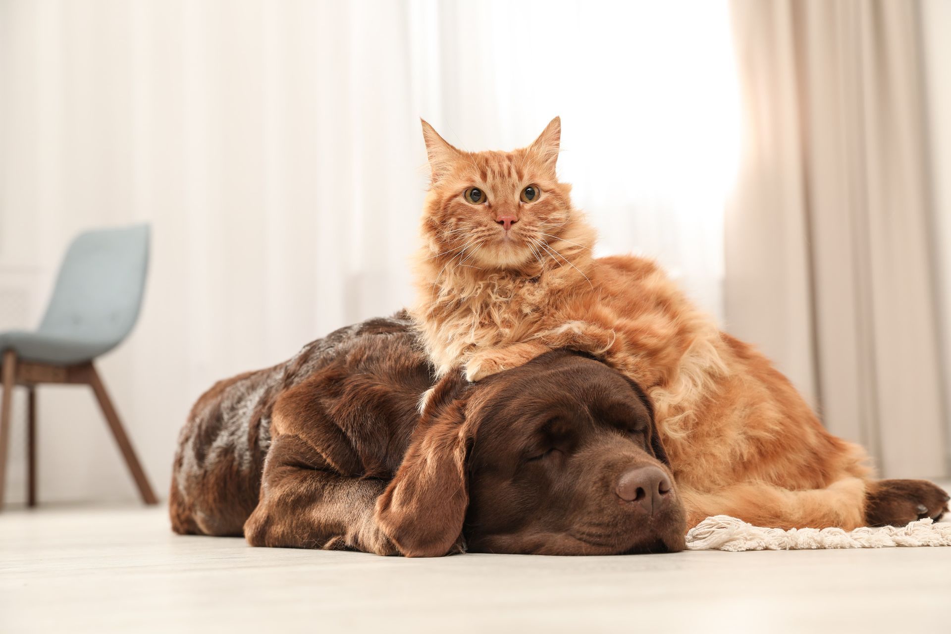 Orange cat sitting on a brown dog lying on the floor in a bright room