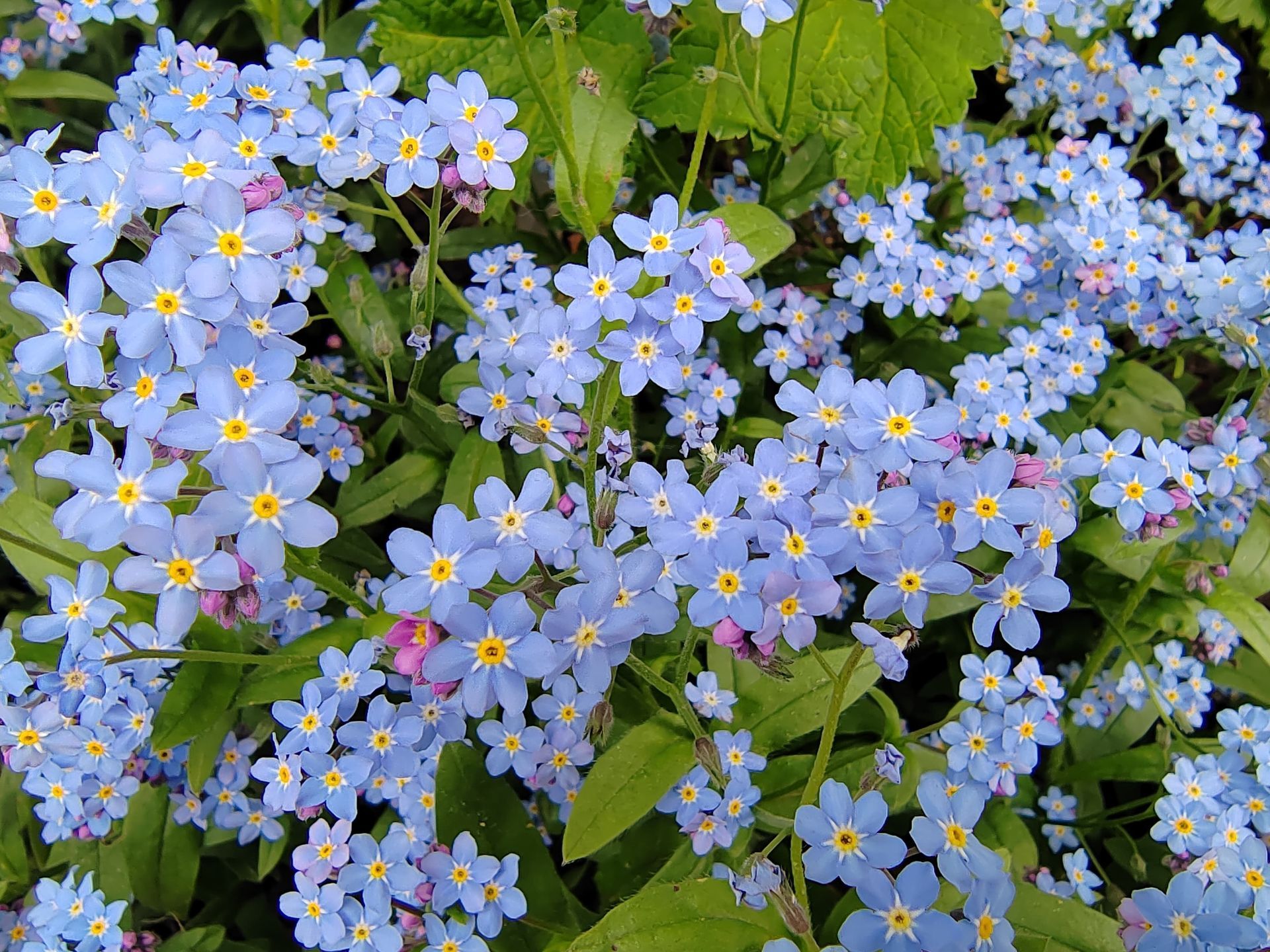 Cluster of light blue forget-me-not flowers with yellow centers and green leaves