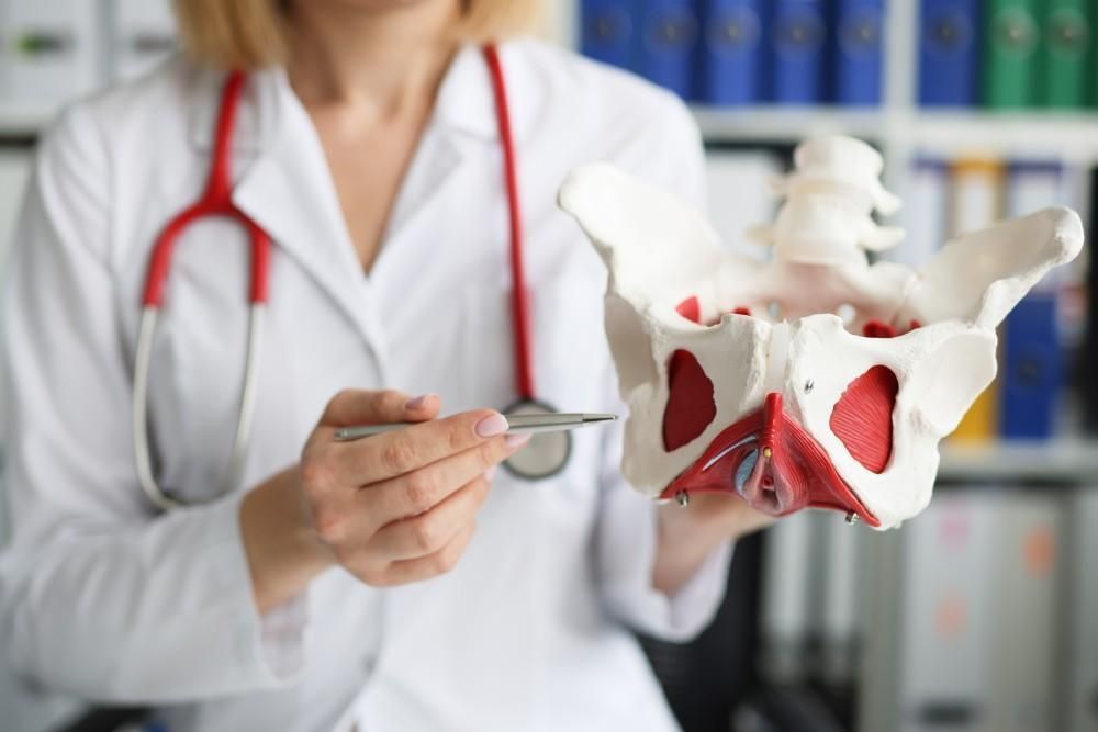 Doctor pointing at a pelvis model with a probe in a medical office
