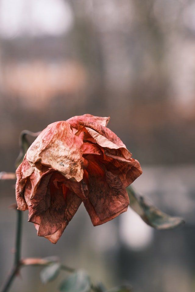cremation services in Mount Vernon, NY