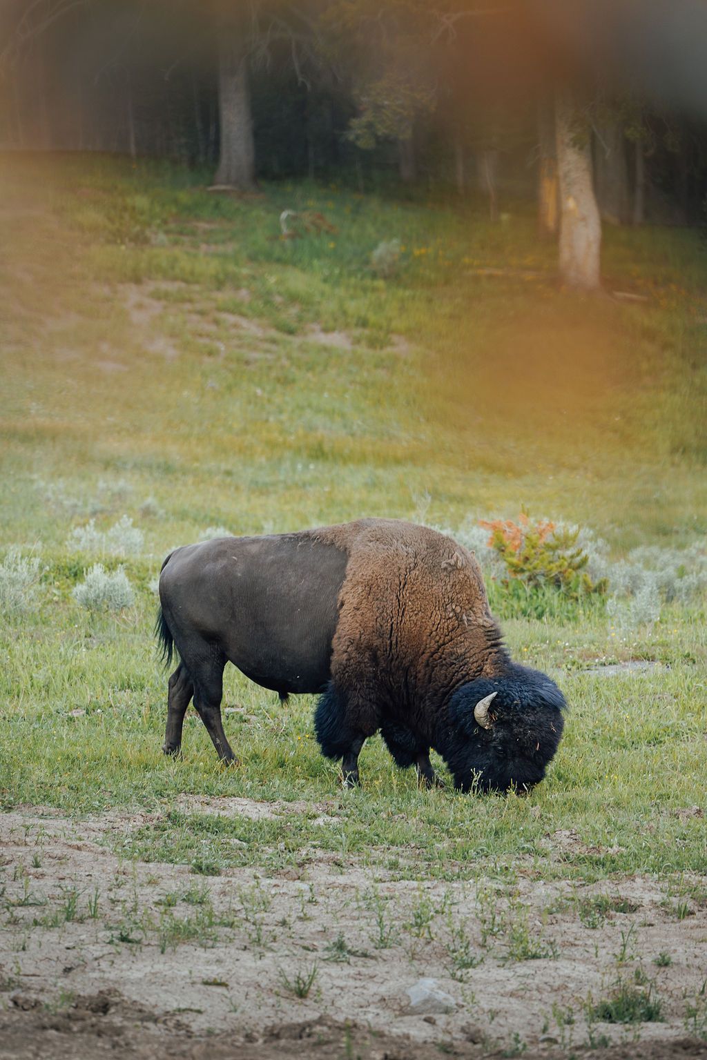 Golden Ranch Montana Yellowstone day trip sample itinerary
