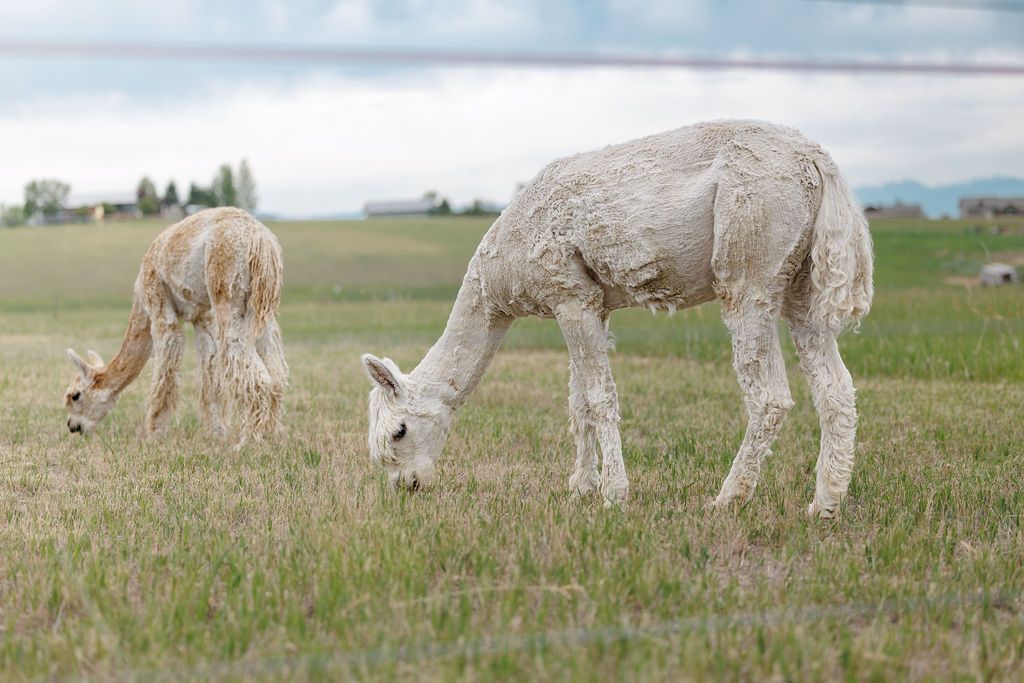 Golden Ranch Montana airbnb alpaca neighbors