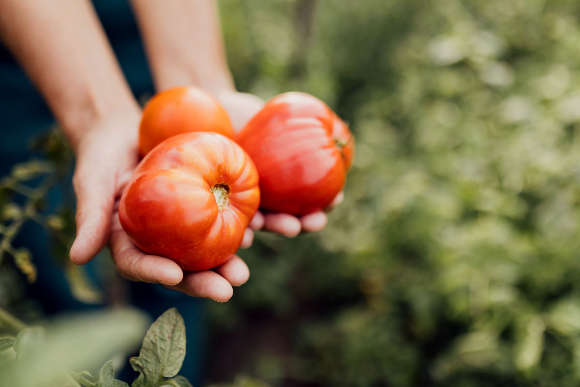 Hands holding three ripe red tomatoes in a garden
