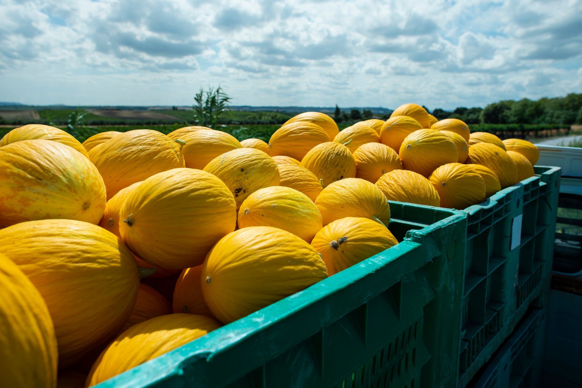 Pile of yellow melons in green crates under a cloudy sky on a farm