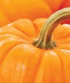 Close-up of an orange pumpkin with a curved stem