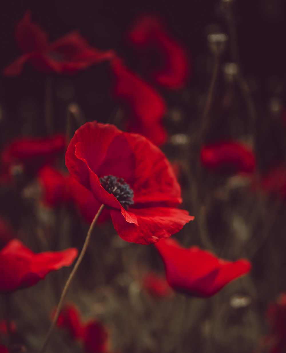 SholarRiley Funeral Home Pleasureville, KY