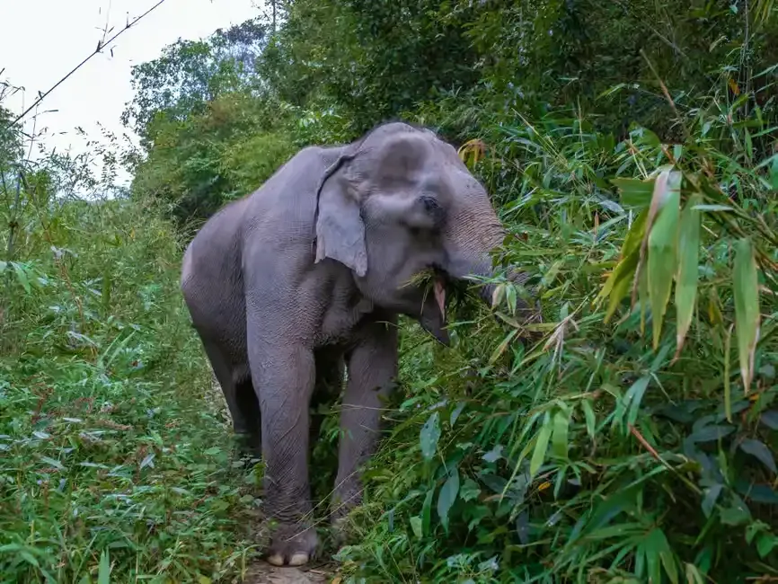 an elephant eating
