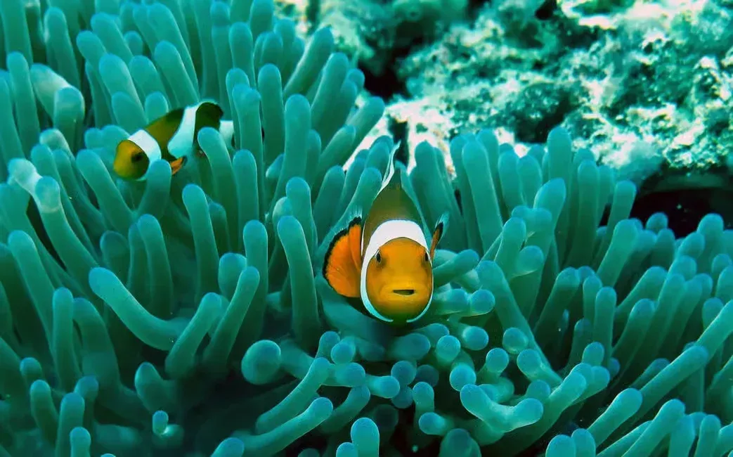 a clown fish