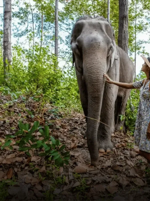 elephant tour krabi