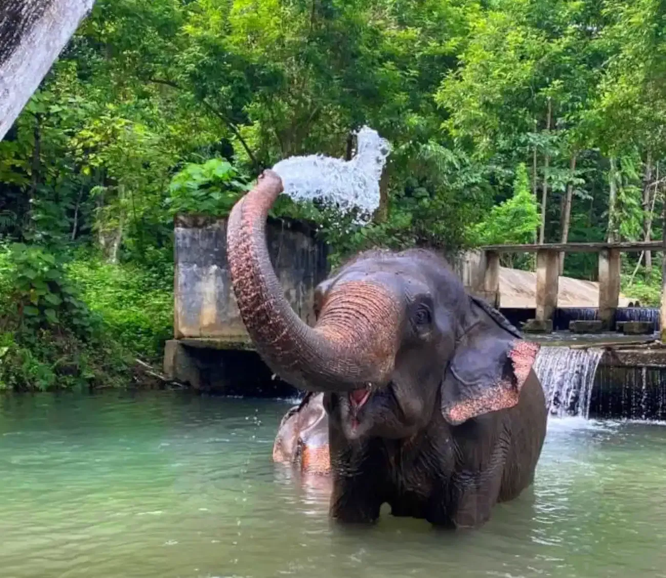 krabi-elephant-tour-care-experience-01.webp
