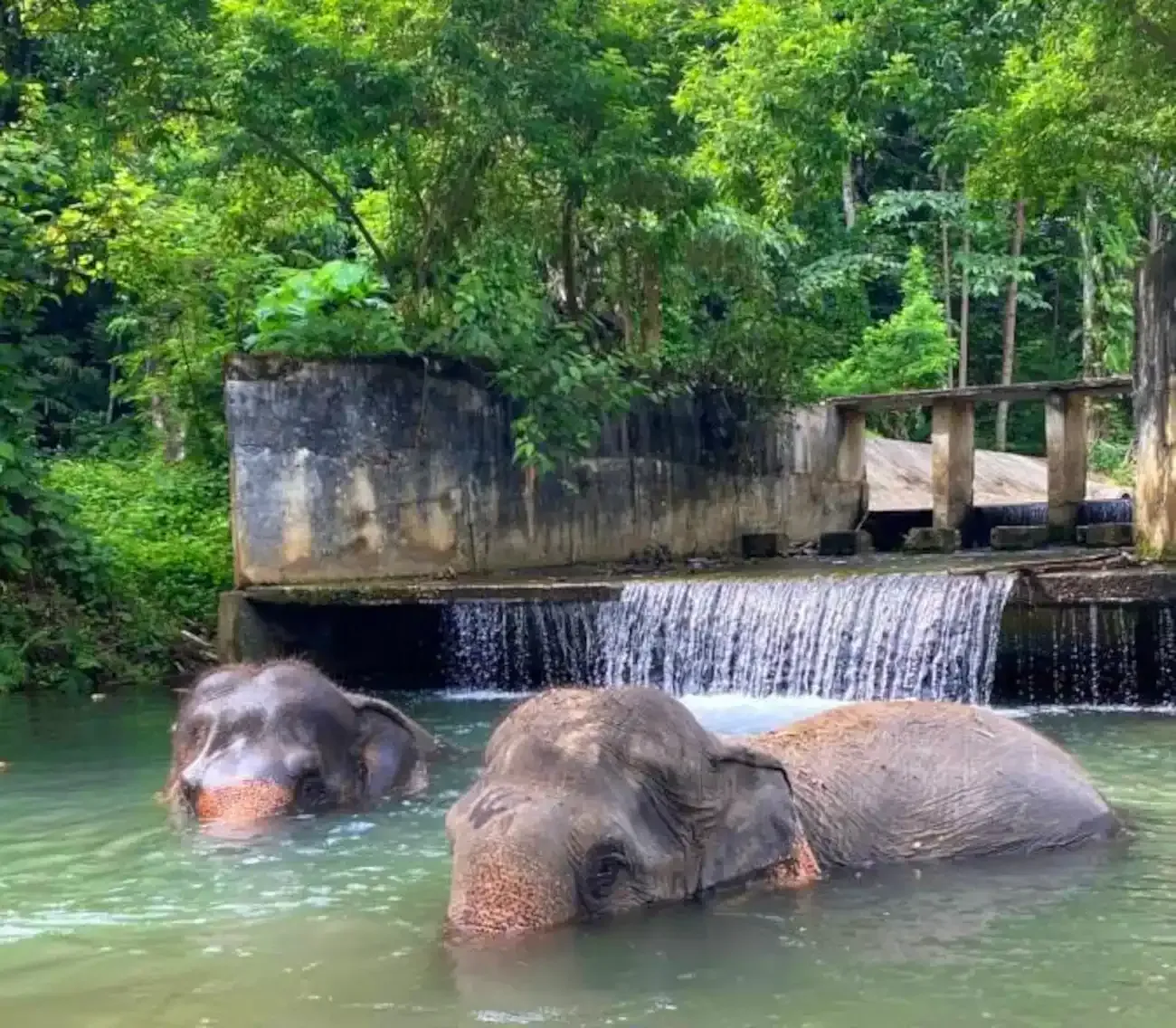 krabi-elephant-tour-care-experience-03.webp