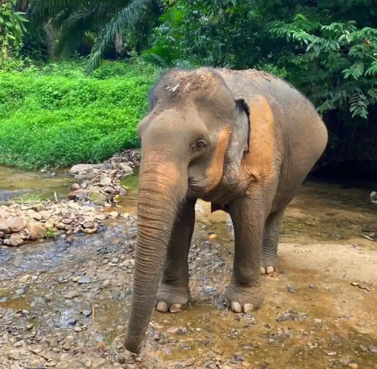 krabi-elephant-tour-care-experience-04.webp
