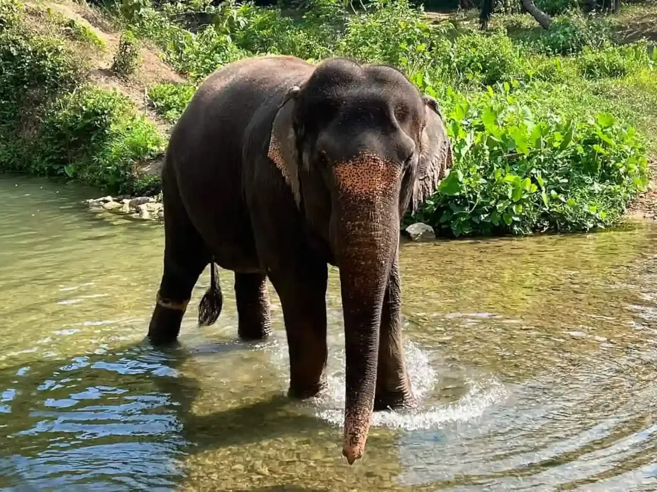 krabi-elephant-tour-care-experience-05.webp
