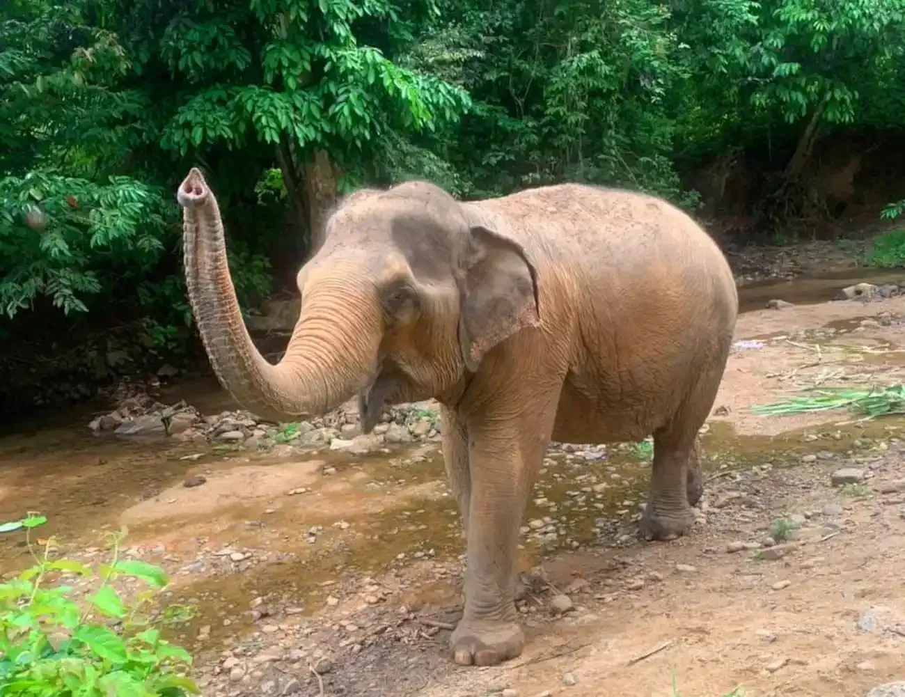 krabi-elephant-tour-care-experience-06.webp
