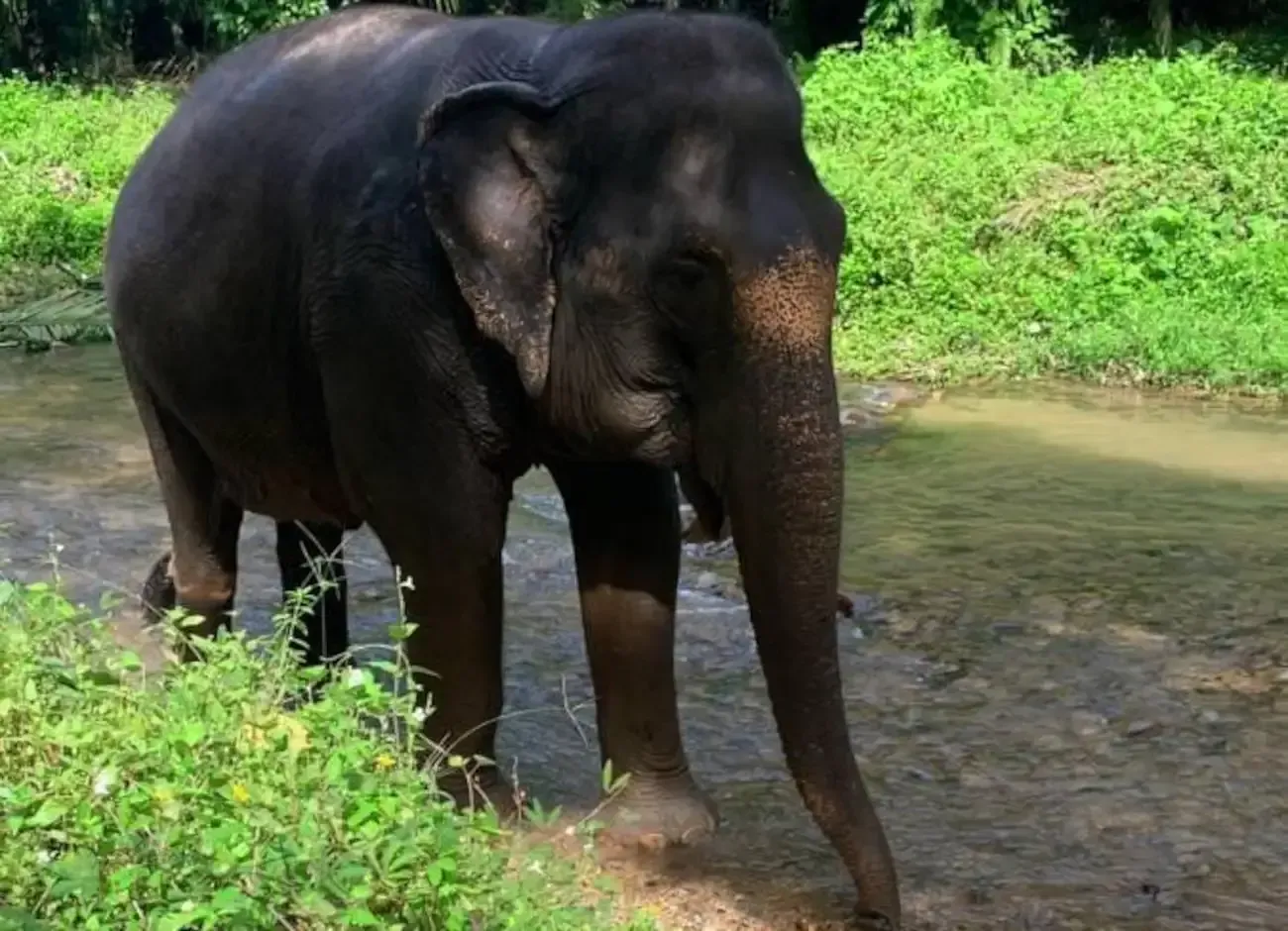 krabi-elephant-tour-care-experience-07.webp
