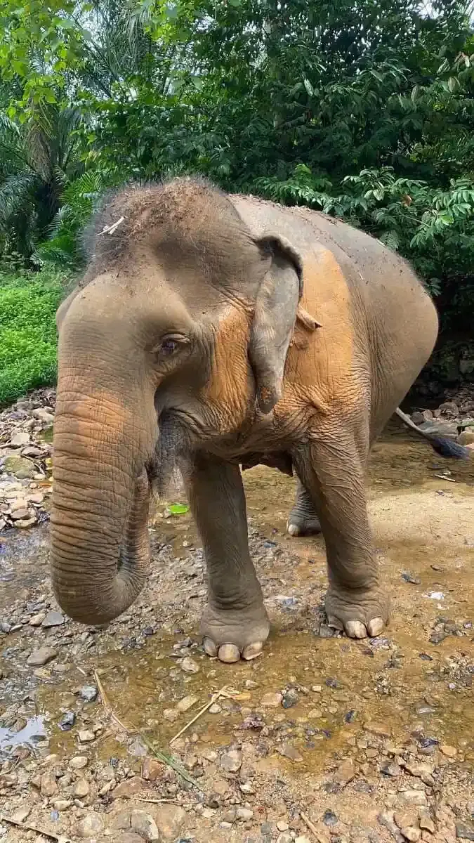krabi-elephant-tour-care-experience-09.webp
