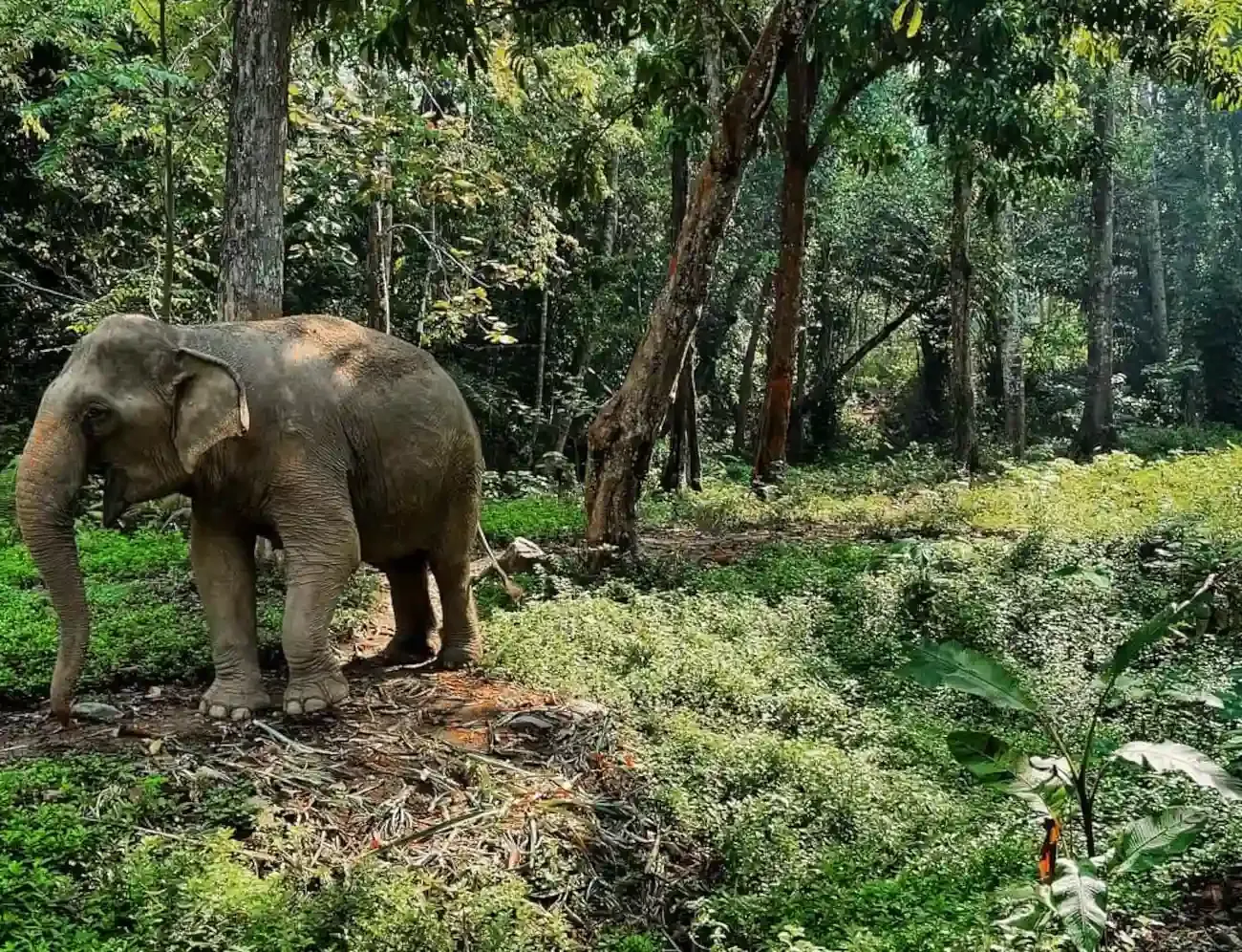 krabi-elephant-tour-care-experience-11.webp
