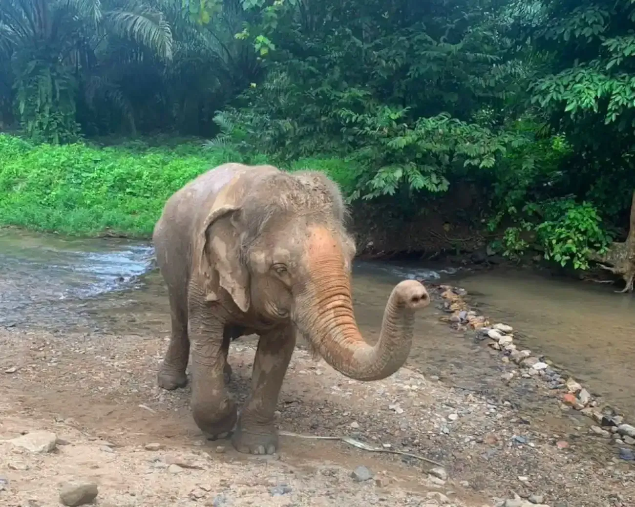 krabi-elephant-tour-care-experience-12.webp

