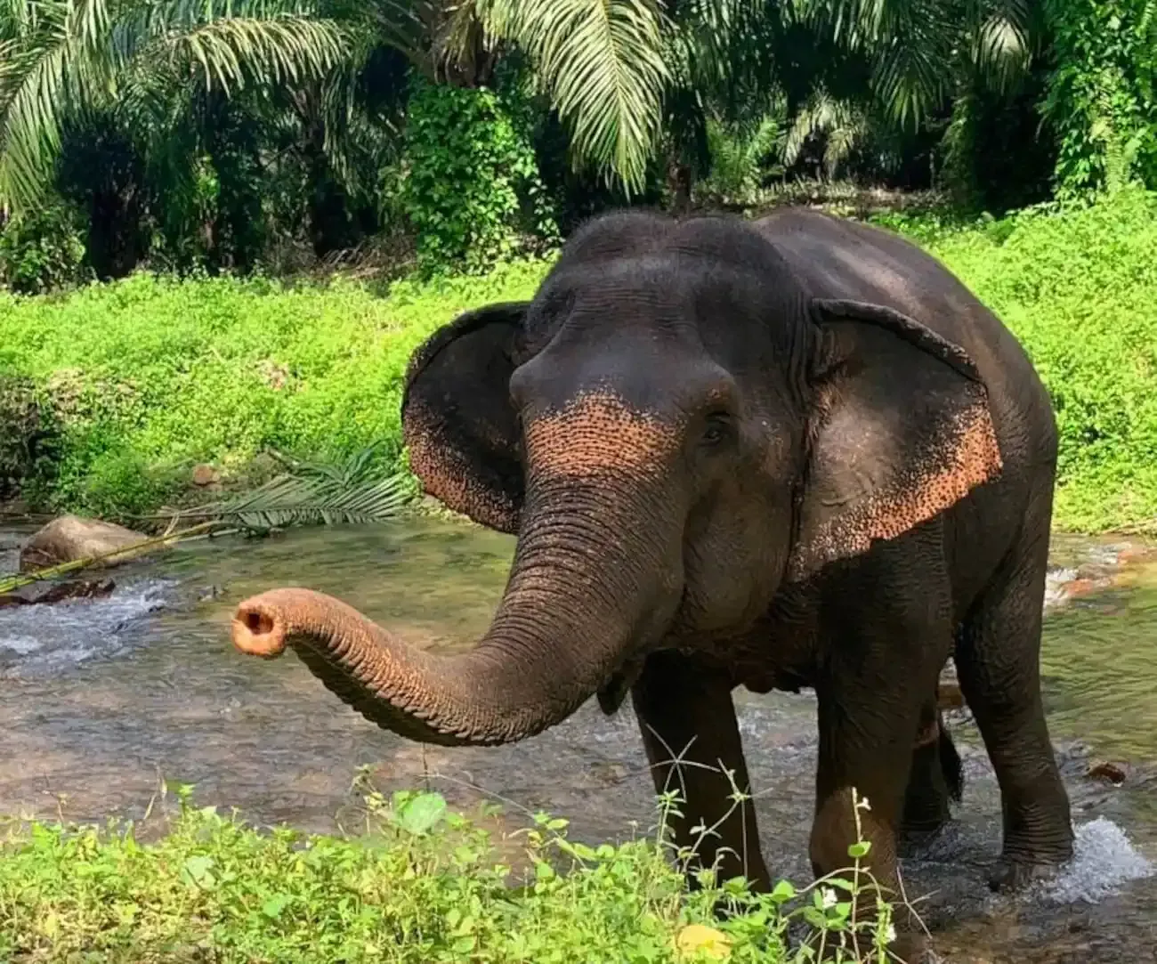 krabi-elephant-tour-care-experience-15.webp
