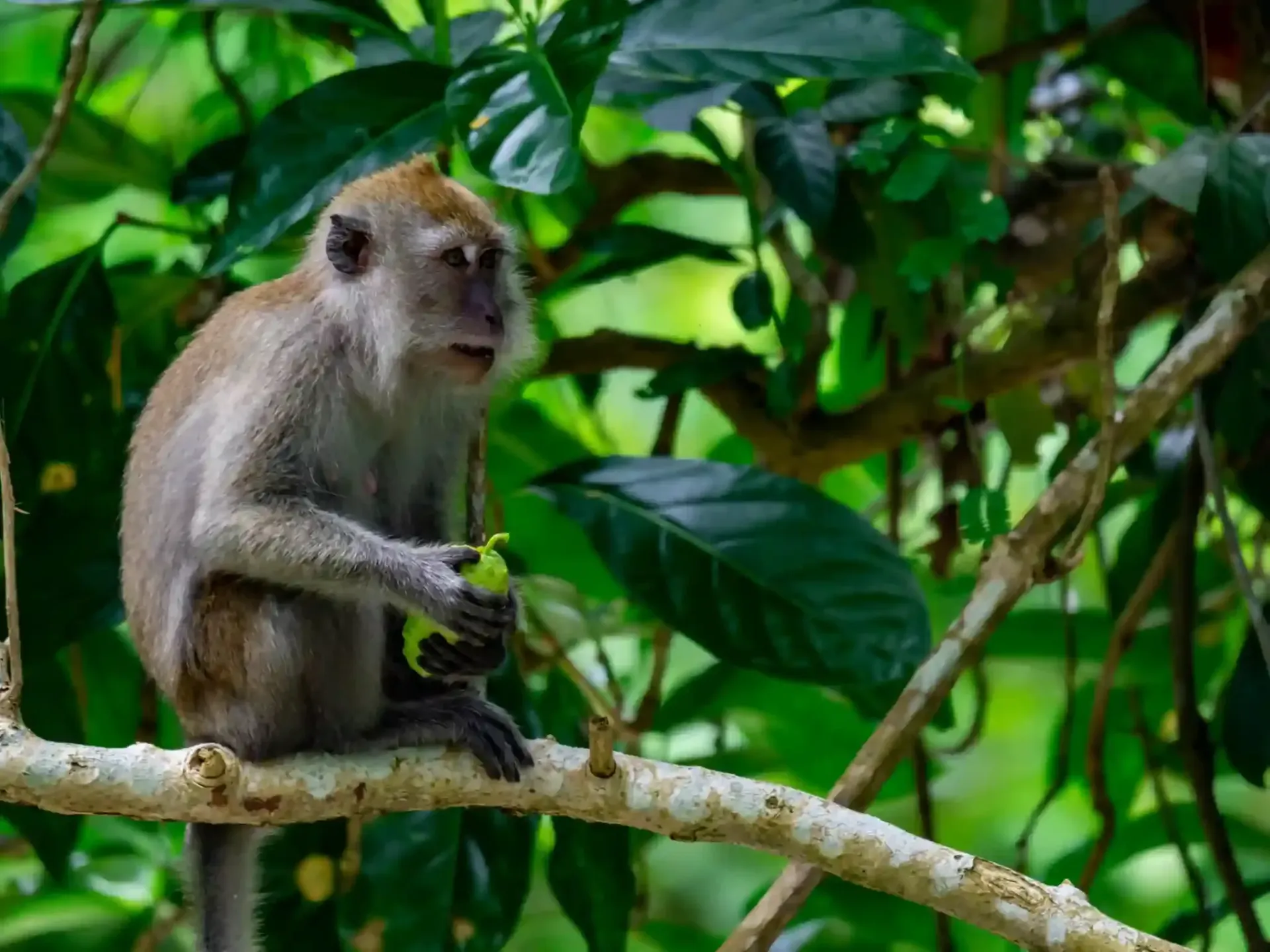 krabi-kayak-tour-through-ao-thalane-15.webp