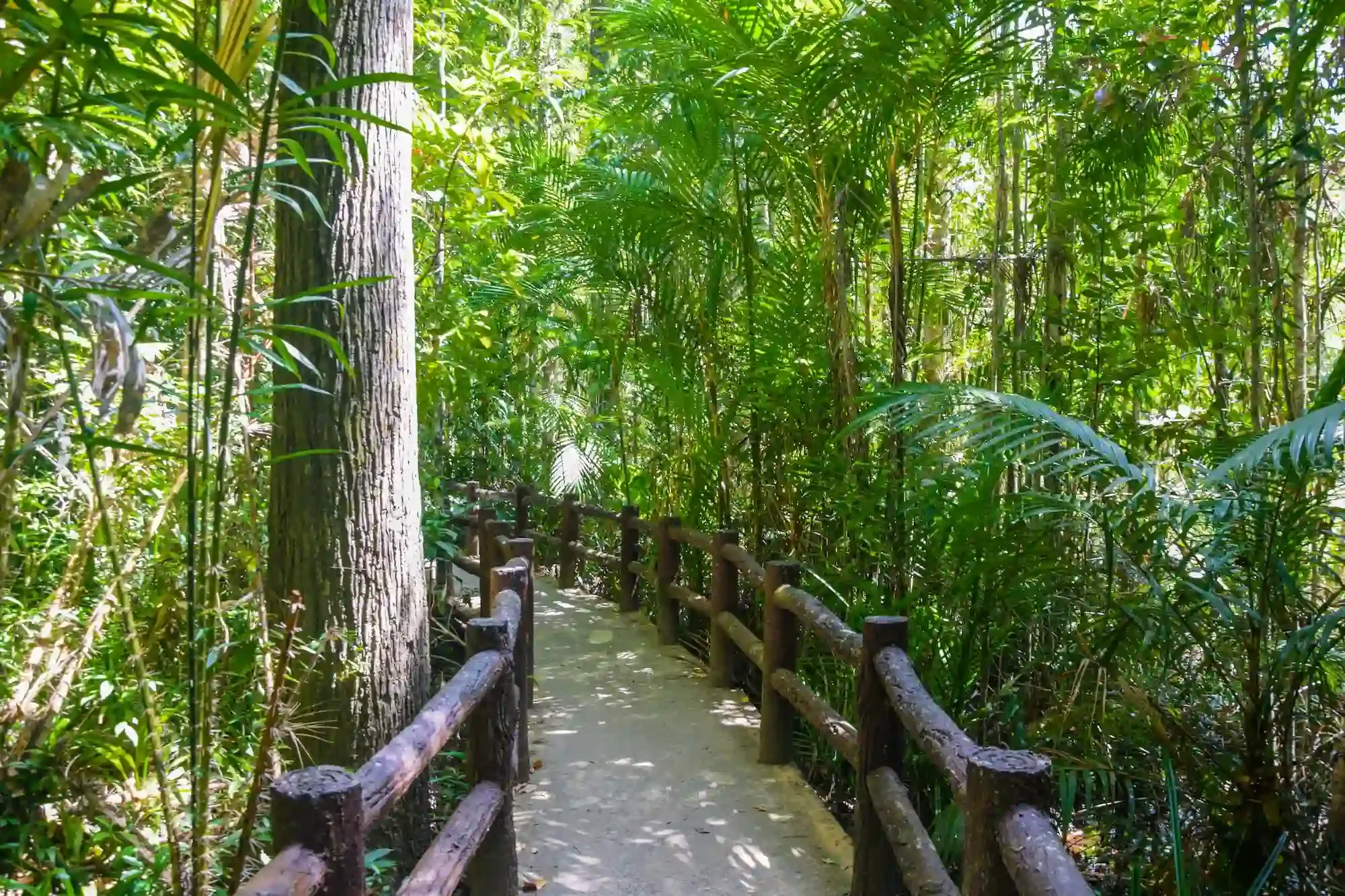 krabi-scooter-rental-04.webp